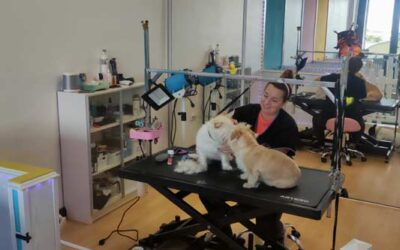 ¡Pelos, Tijeras y Glamour! 5 Datos Curiosos sobre la Peluquería Canina