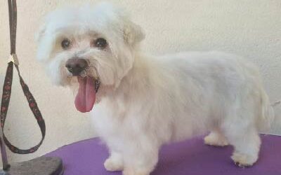 «5 Razones para No Rapar el Pelo de tu Perro: Mantén a tu Compañero Peludo Saludable y Feliz»