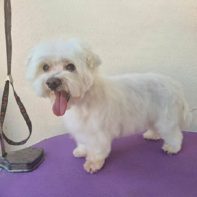 «5 Razones para No Rapar el Pelo de tu Perro: Mantén a tu Compañero Peludo Saludable y Feliz»