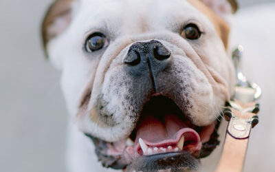 ¿Qué es la Peluquería Canina? ¡Belleza y Salud de tu amigo peludo!Hello world!